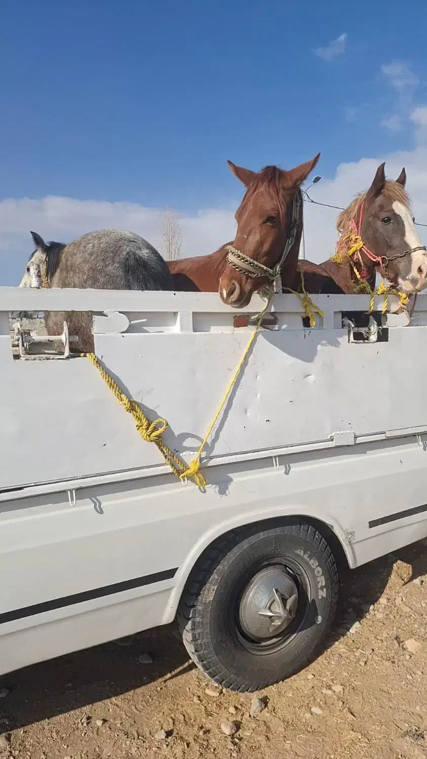 خریدوفروش اسب|اسب و تجهیزات اسب‌سواری|خاوه, |دیوار