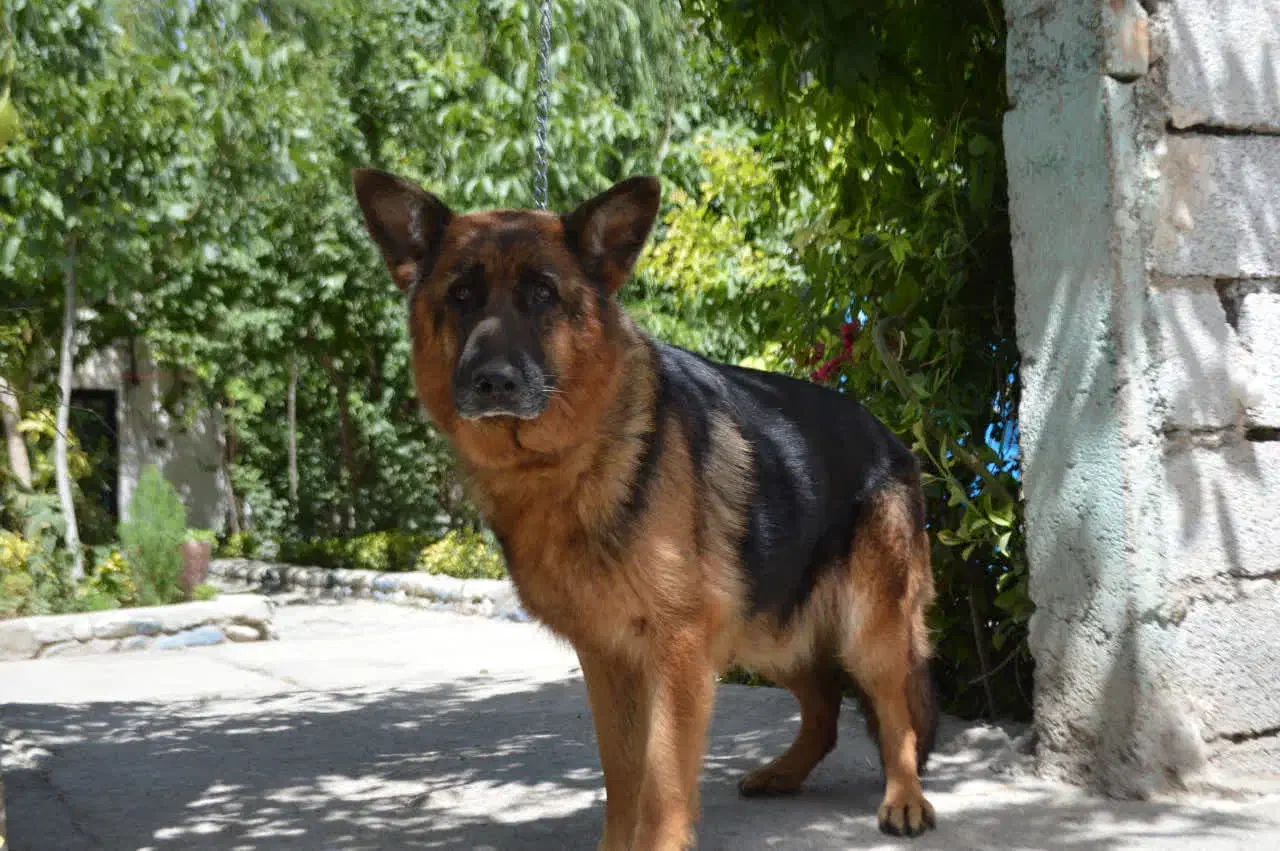 ژرمن نگهبان|سگ|محمدشهر, محمدشهر|دیوار