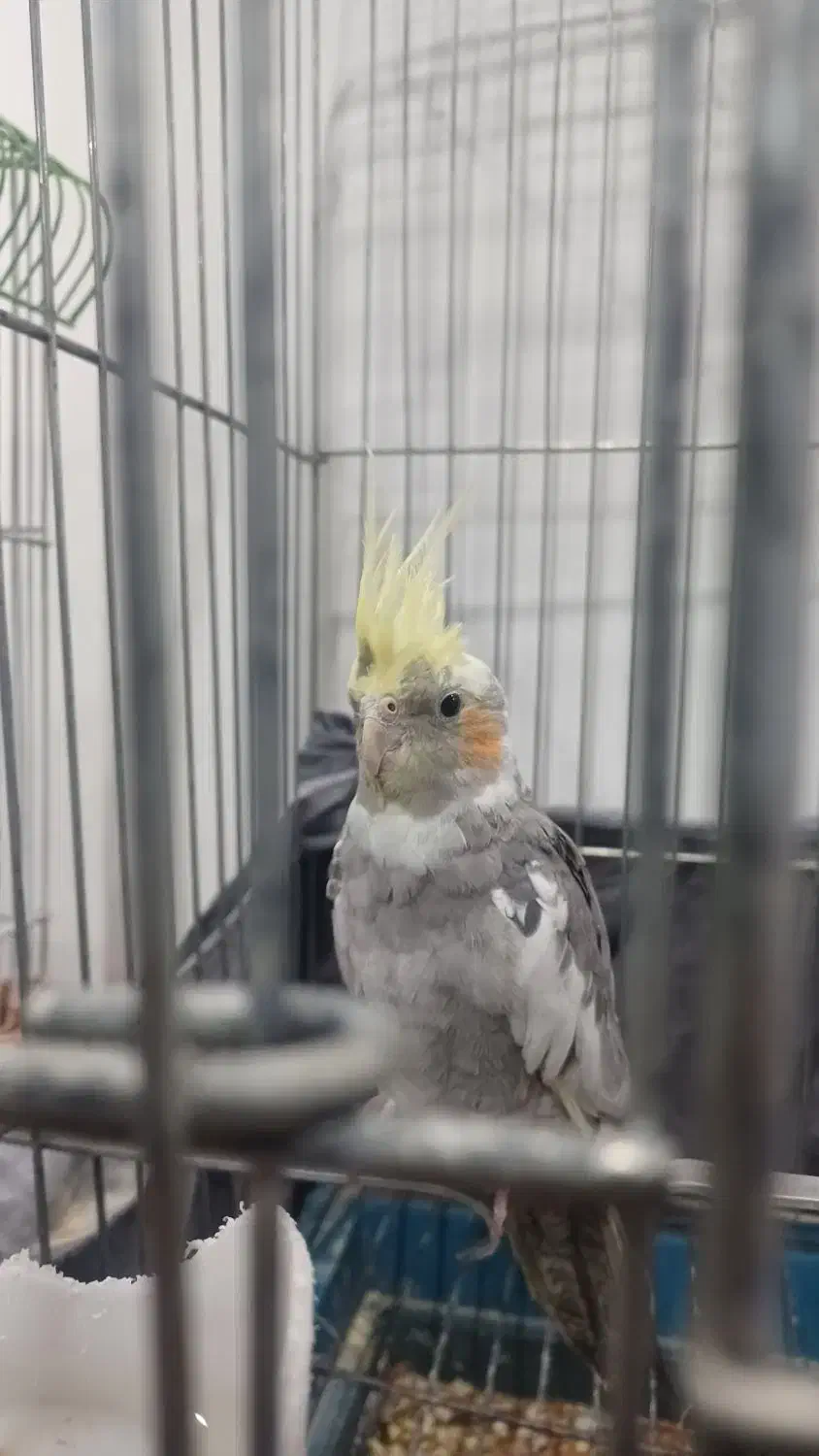 فروش یا معاوضه|پرنده|محمدشهر, محمدشهر|دیوار