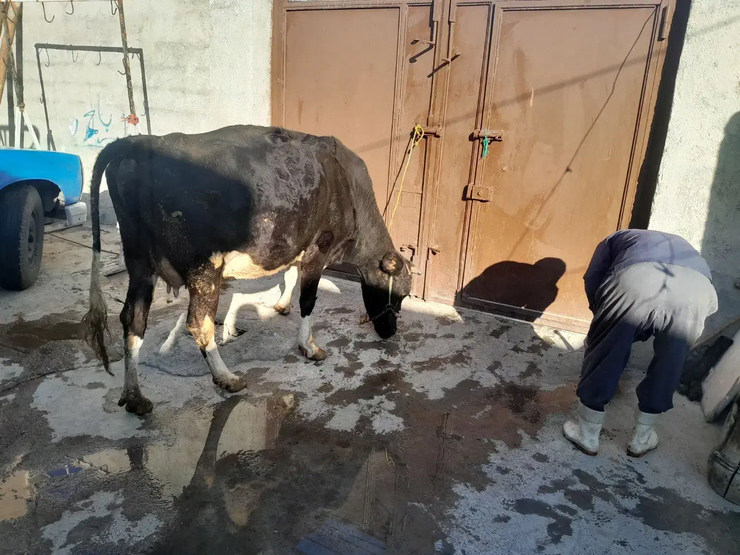 گاو|حیوانات مزرعه|بیستون, |دیوار