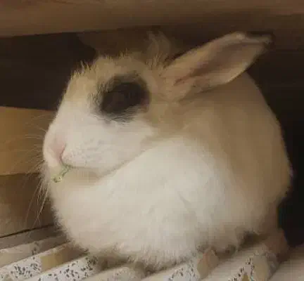 واگذاری یک عدد خرگوش|حیوانات|نجف‌آباد, دانش|دیوار