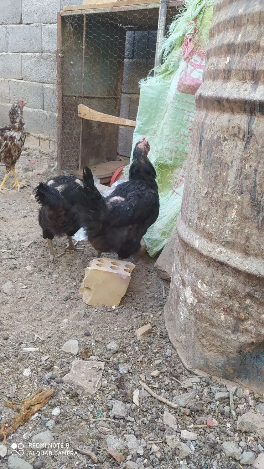 مرغ و خروس|حیوانات مزرعه|گناباد, |دیوار