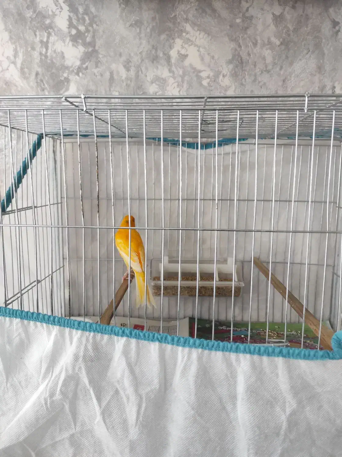 قناری نر قرمزآماده|پرنده|اردبیل, |دیوار