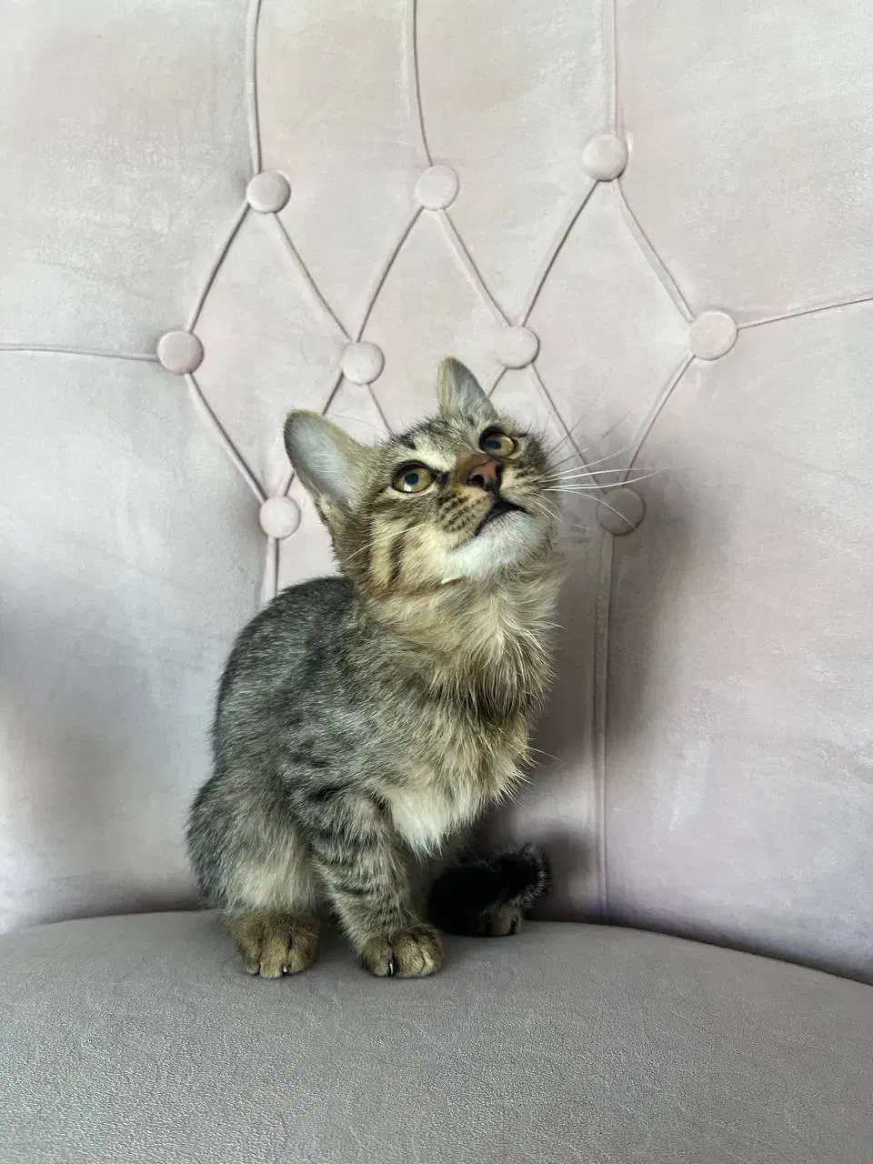 گربه واگذاری|گربه|پردیس, فاز ۸|دیوار