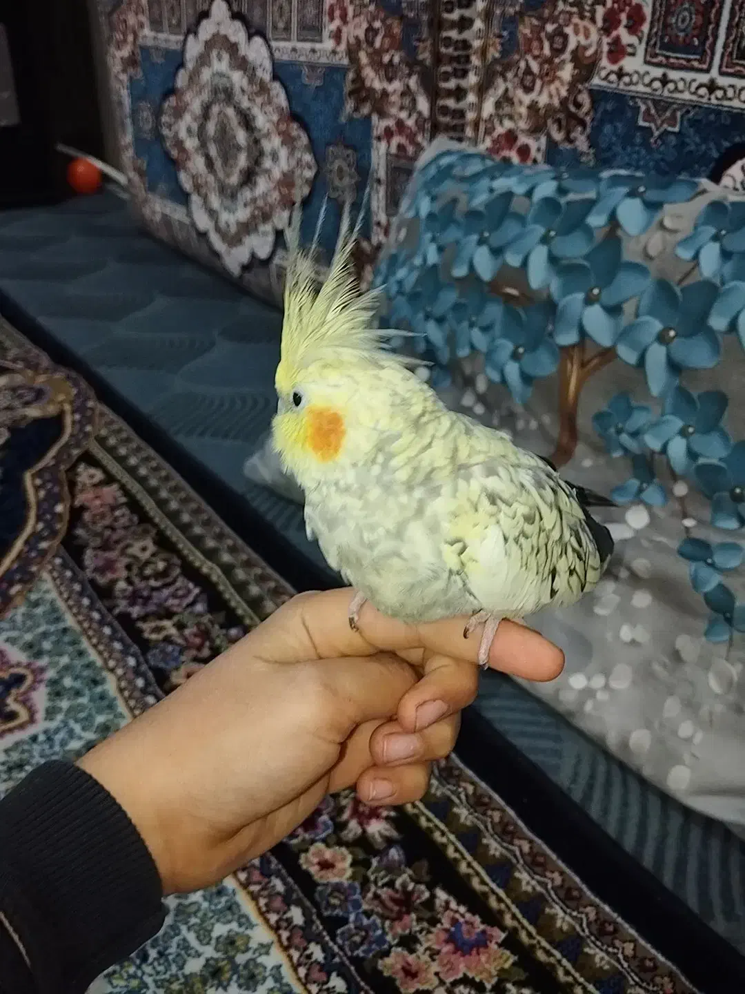 عروس هلندی|پرنده|رباطکریم, الارد|دیوار