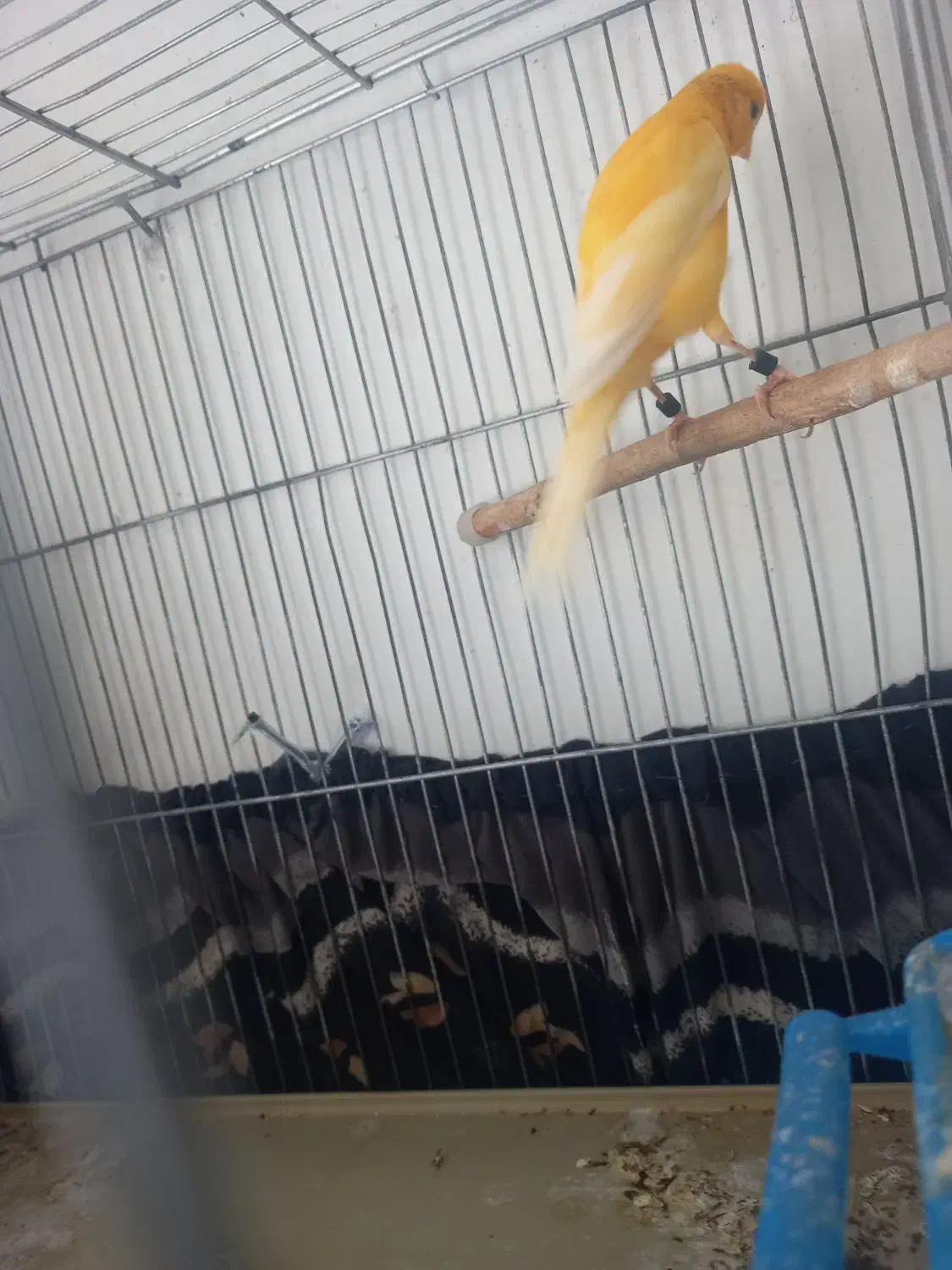 فروش ماده پرتقالی ماده سفید|پرنده|شیراز, کوشک میدان|دیوار