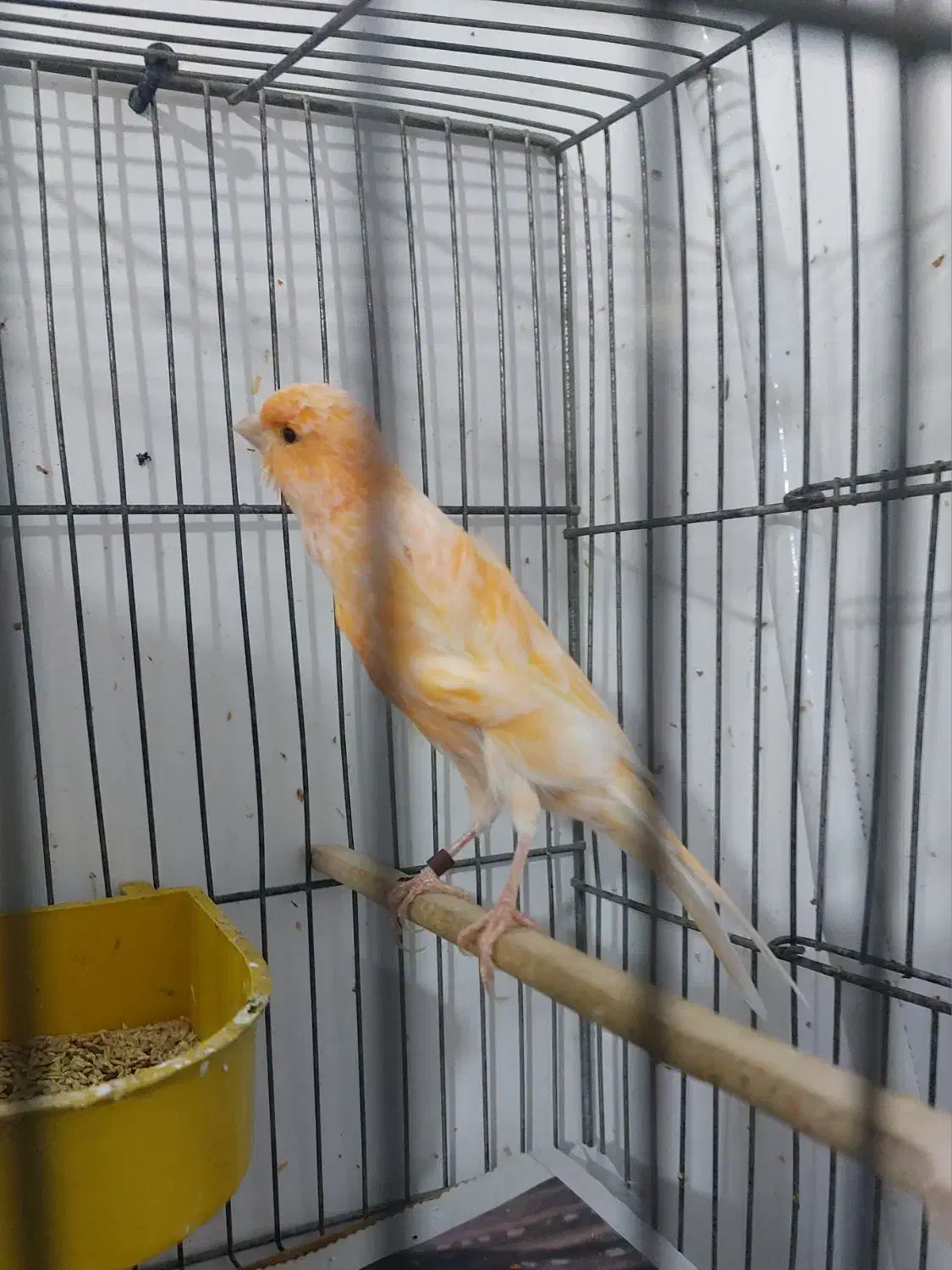 انواع قناری نر بخون ،سرخ ،پرتقالی سوخته|پرنده|سمنان, |دیوار