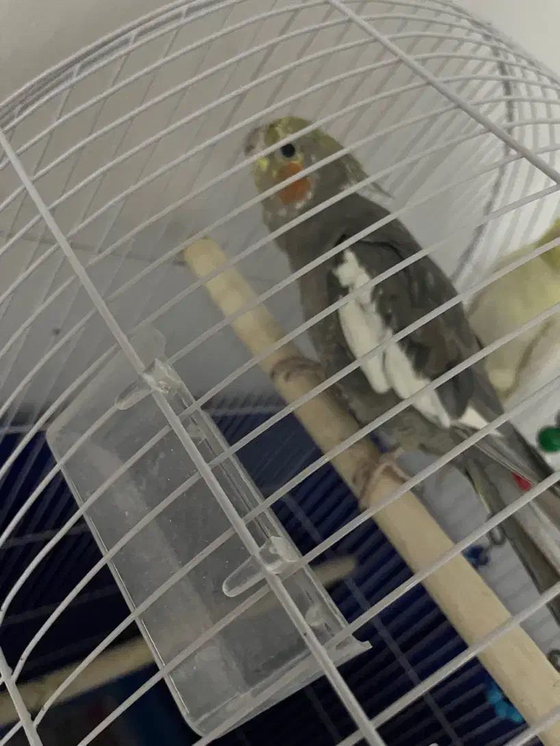 عروس هلندی ۶ ماهه|پرنده|تنکابن, |دیوار