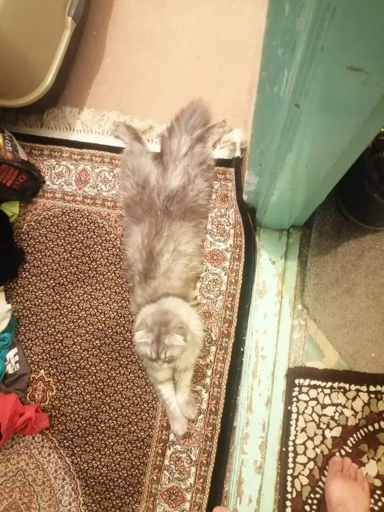 گربه اسکاتیش ۱/۵ ساله|گربه|ارومیه, |دیوار