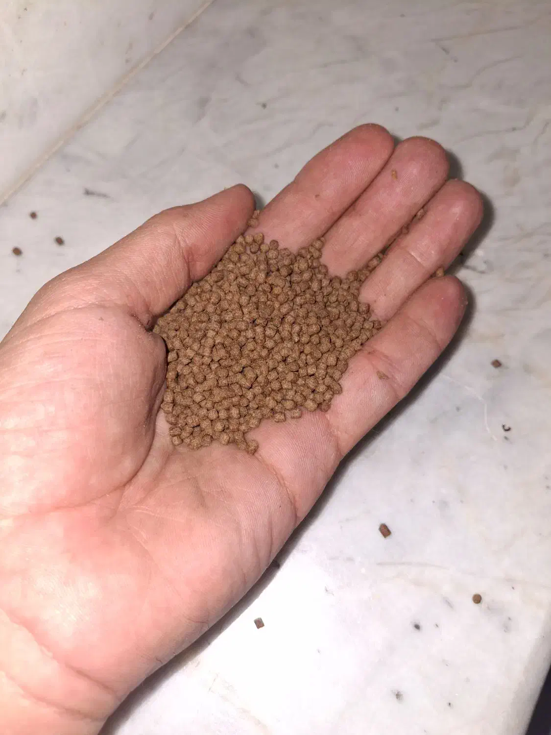 خوراک یا غذای ماهی گوشتخوار و گیاه خوار و گوپی|ماهی|شیراز, نصرآباد|دیوار