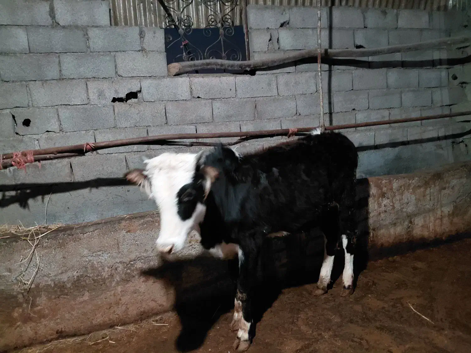 گوساله محلی نر|حیوانات مزرعه|شیرگاه, |دیوار