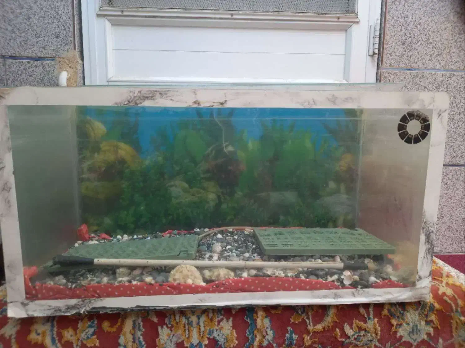 اکواریوم|ماهی|دامغان, |دیوار