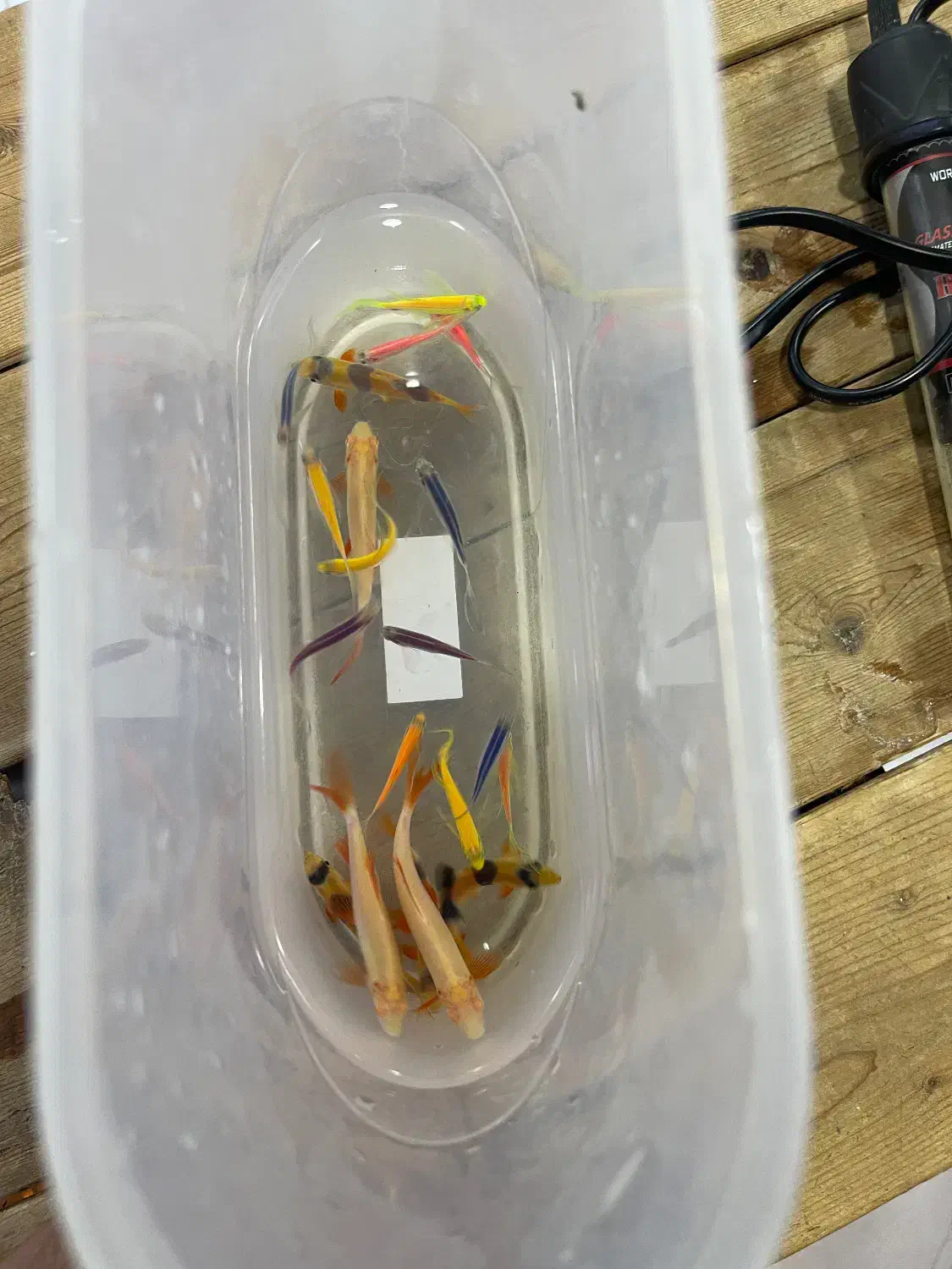 اکواریوم و ماهی و لوازمات|ماهی|بندر ماهشهر, |دیوار