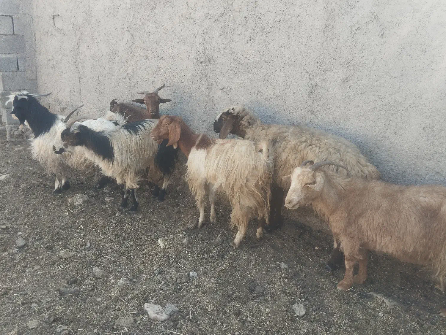 بز کهره ومیش|حیوانات مزرعه|مرودشت, تامین اجتماعی|دیوار