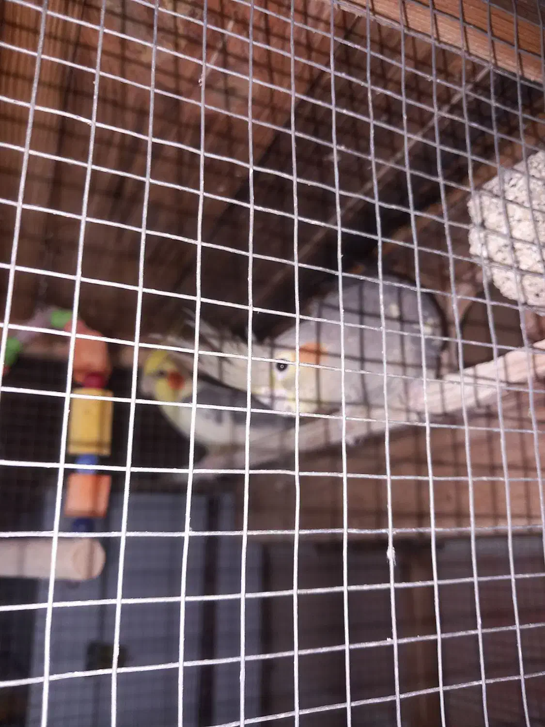 طوطی عروس هلندی|پرنده|بهشهر, |دیوار