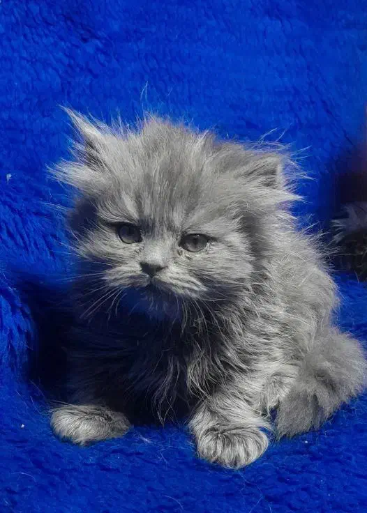 گربه اسکاتیش فولد و انفولد|گربه|مشهد, ویلاشهر|دیوار