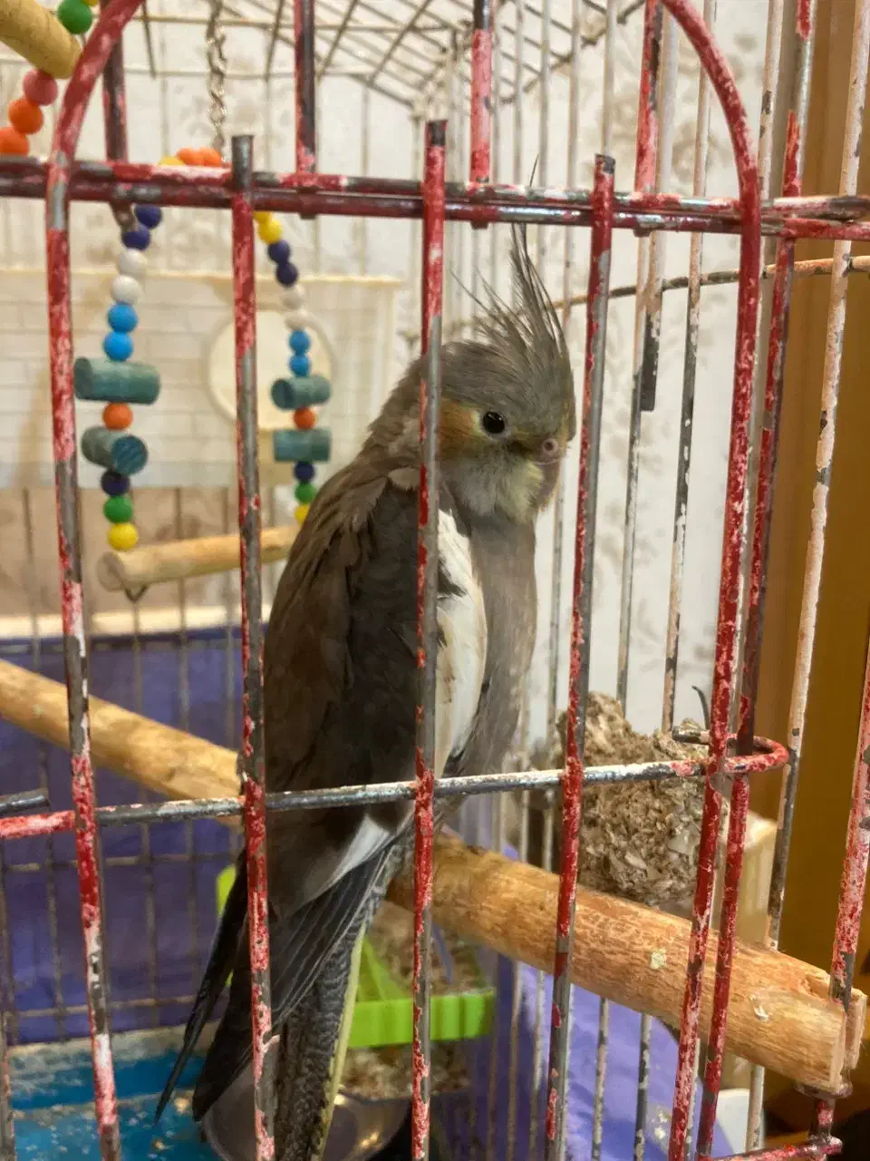 گم شده|حیوانات|رفسنجان, |دیوار