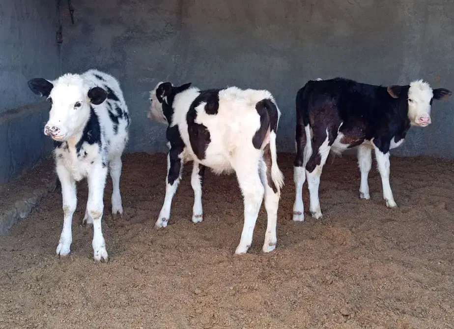 گوساله|حیوانات مزرعه|نیشابور, ریوند|دیوار