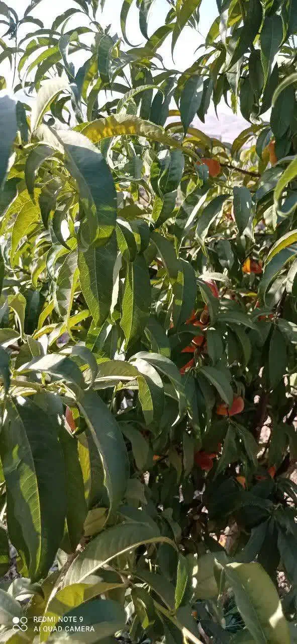 باغ ویلا|فروش زمین و ملک کلنگی|تویسرکان, |دیوار