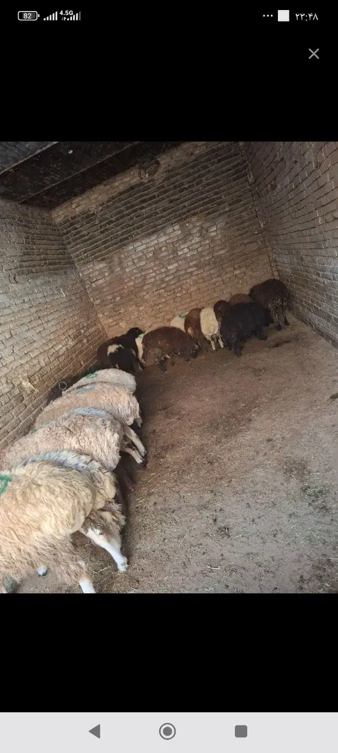 گوسفند فروشی|حیوانات مزرعه|نسیمشهر, |دیوار