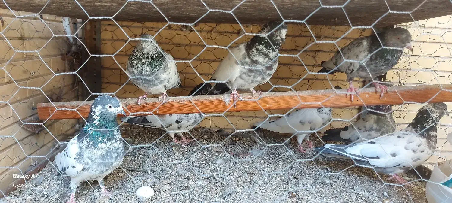 پاکستانی فروشی|پرنده|بندرعباس, |دیوار