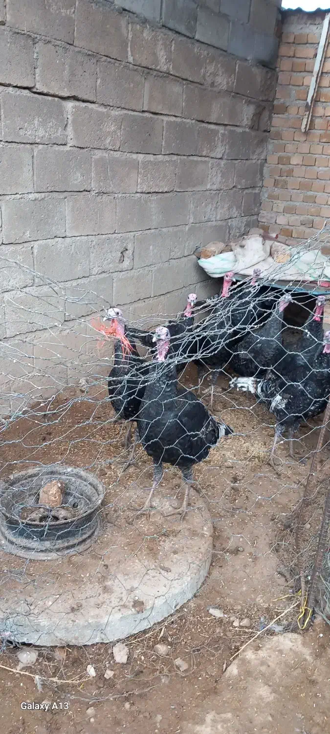 بوقلمون نر|حیوانات مزرعه|بروجرد, |دیوار