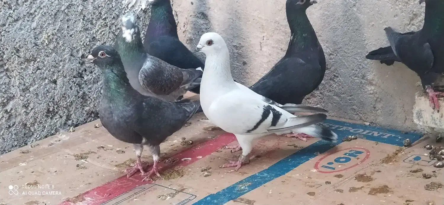 کبوتر نوک ریز|پرنده|خورموج, |دیوار