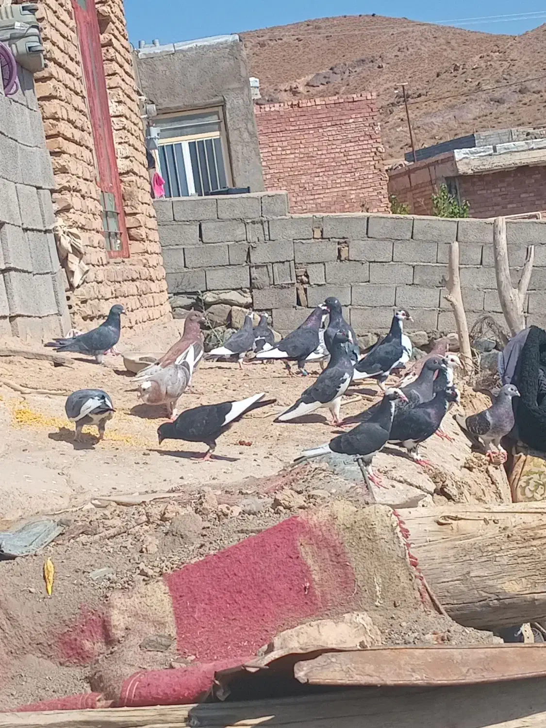 کبوتر فروشی|پرنده|رابر, |دیوار