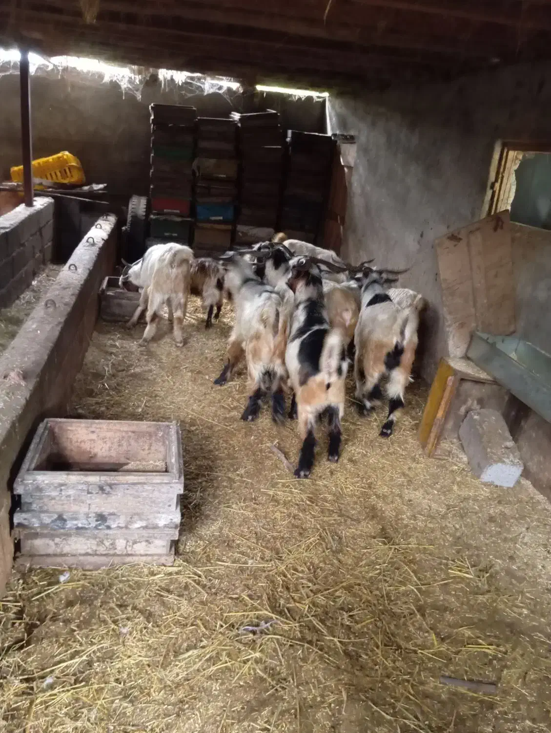 بز و بزگاله|حیوانات مزرعه|حویق, |دیوار