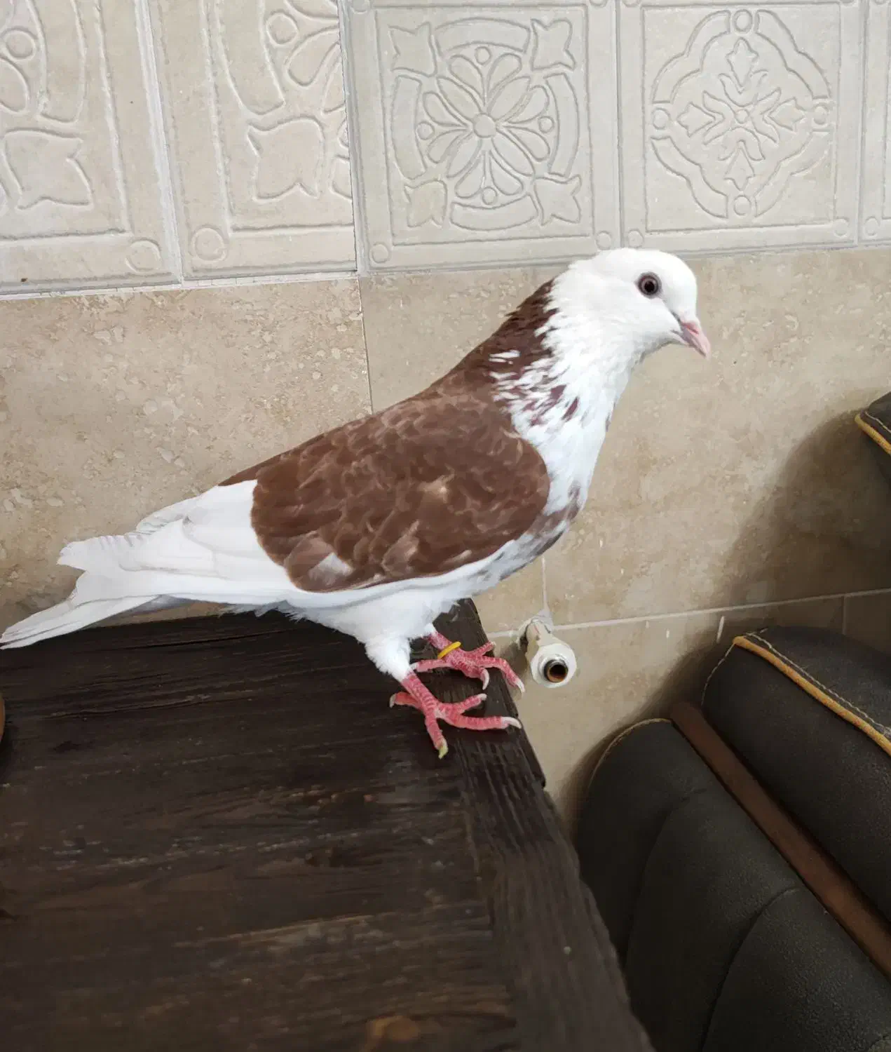 کبوتر|حیوانات|هشتگرد, شهرک بعثت|دیوار