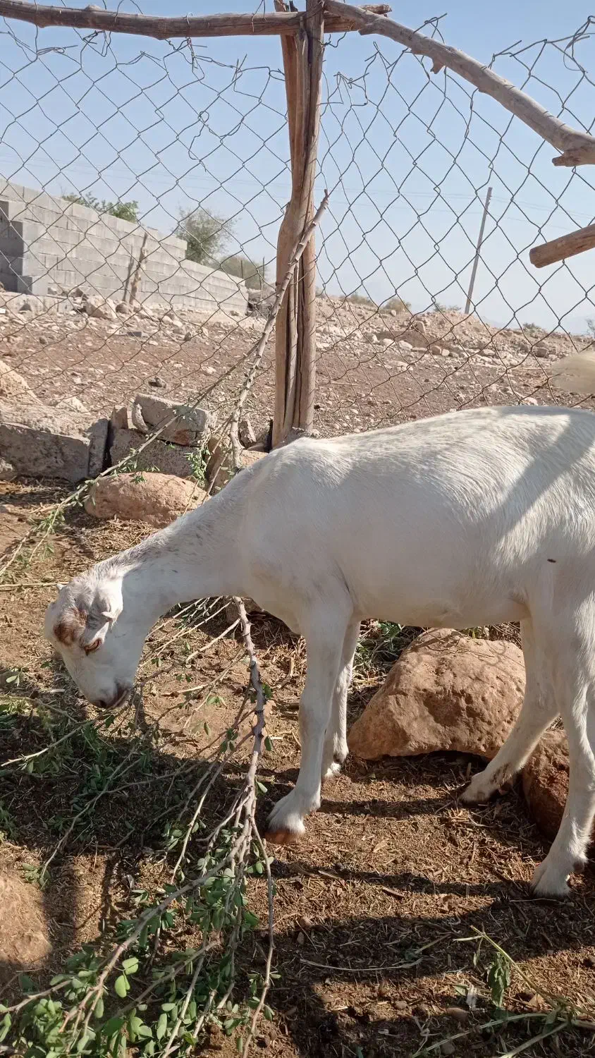 ۸۰۰۰۰۰۰۰۰|حیوانات مزرعه|شمیل, |دیوار