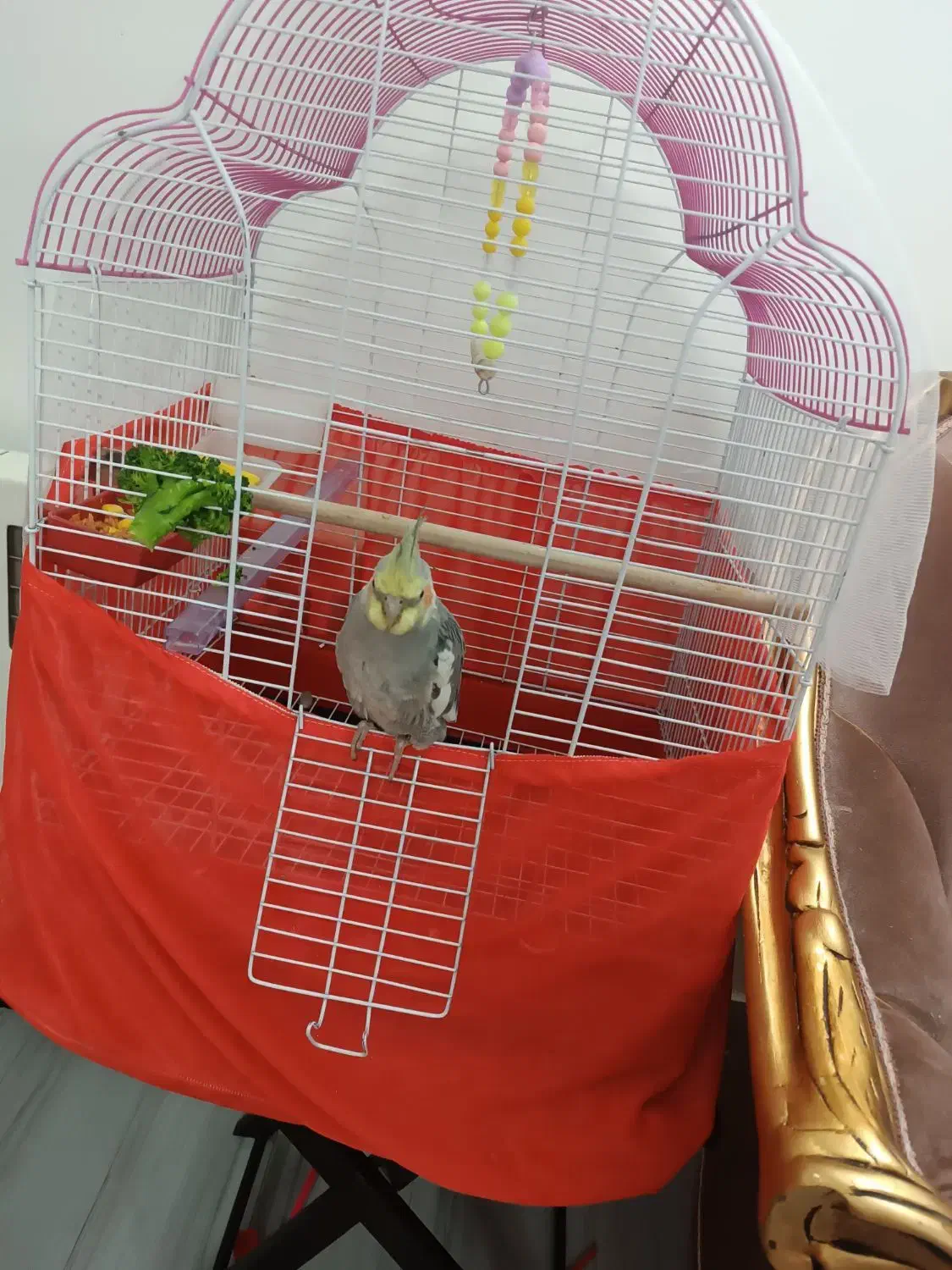 عروس هلندی نر|پرنده|تهران, جوادیه تهرانپارس|دیوار