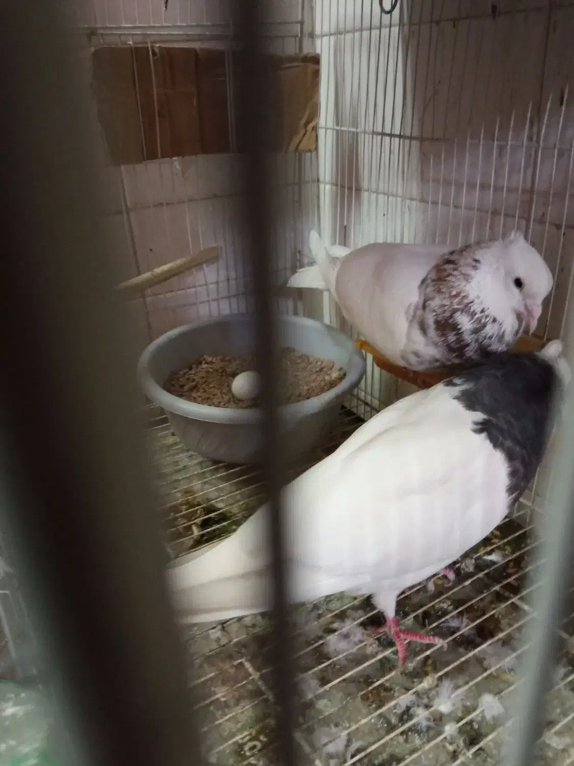 جفت طوقی هفترنگ همراه باتخم|پرنده|مشهد, عبادی|دیوار