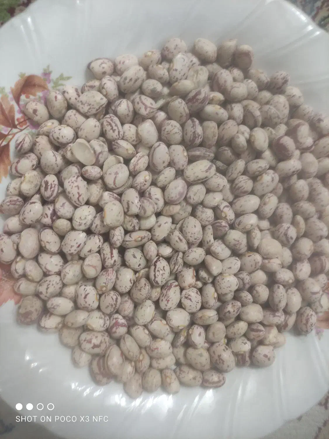 لوبیا چیتی محلی|خوردنی و آشامیدنی|مرودشت, فاز دوم شهرک فرهنگیان|دیوار