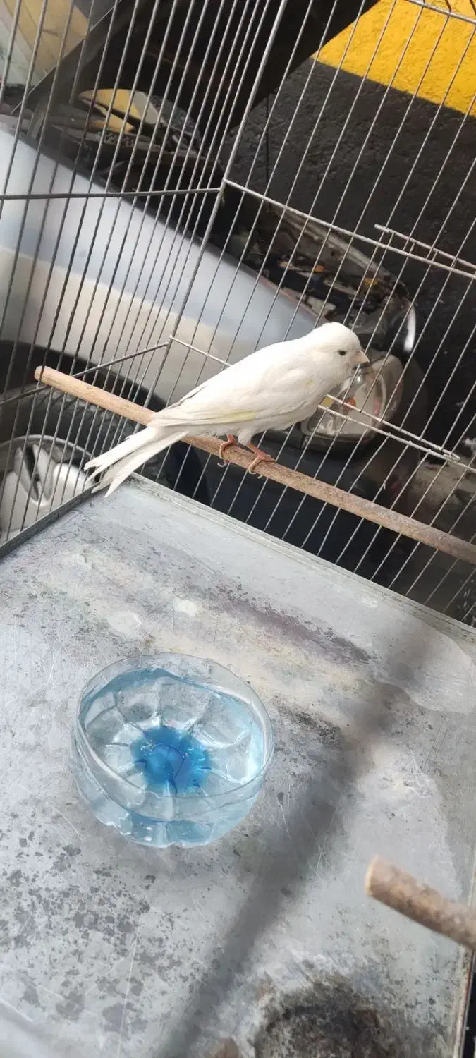 قناری نر مست مست|پرنده|فردوسیه, |دیوار