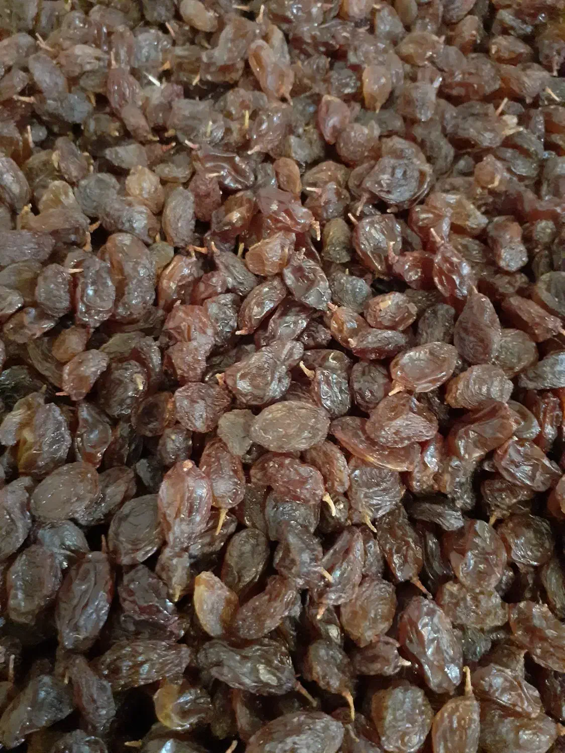 کشمش بدون هسته|خوردنی و آشامیدنی|شیراز, غدیر جنوبی|دیوار