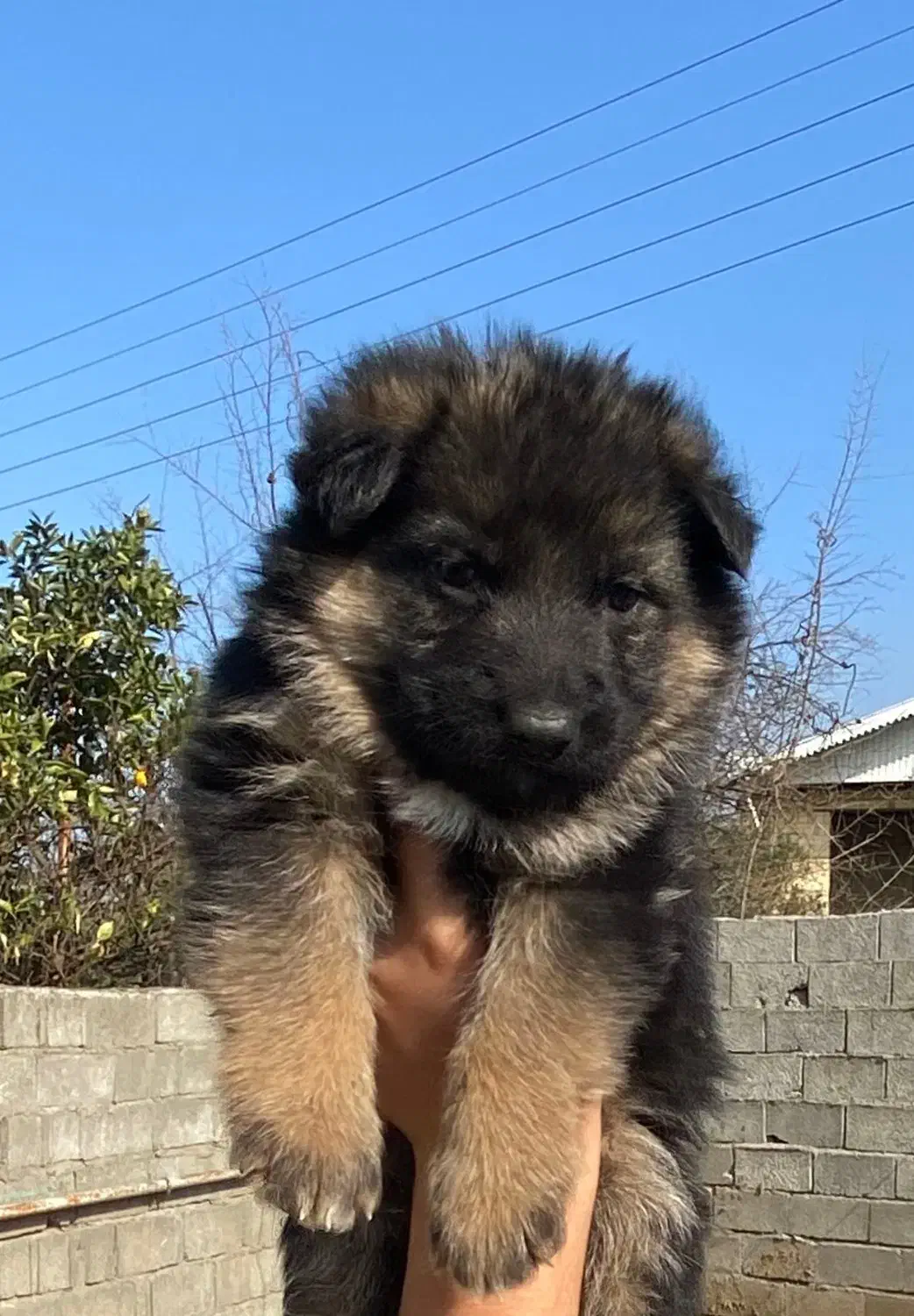 ژرمن شپرد شولاین|سگ|رشت, گلسار|دیوار