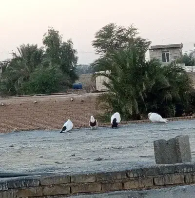 جفت دمبی کبوتر رنگی|پرنده|شوش, |دیوار