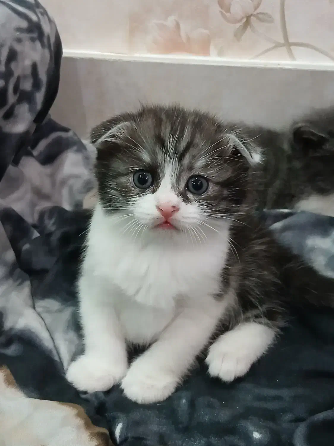 توله گربه اسکاتیش کوچولو|گربه|مشهد, عامل|دیوار