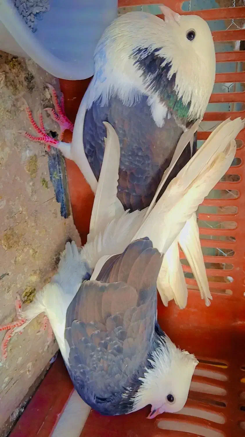 ۱جفت کبوتر آس و یه نر خال|پرنده|فاضل آباد, |دیوار