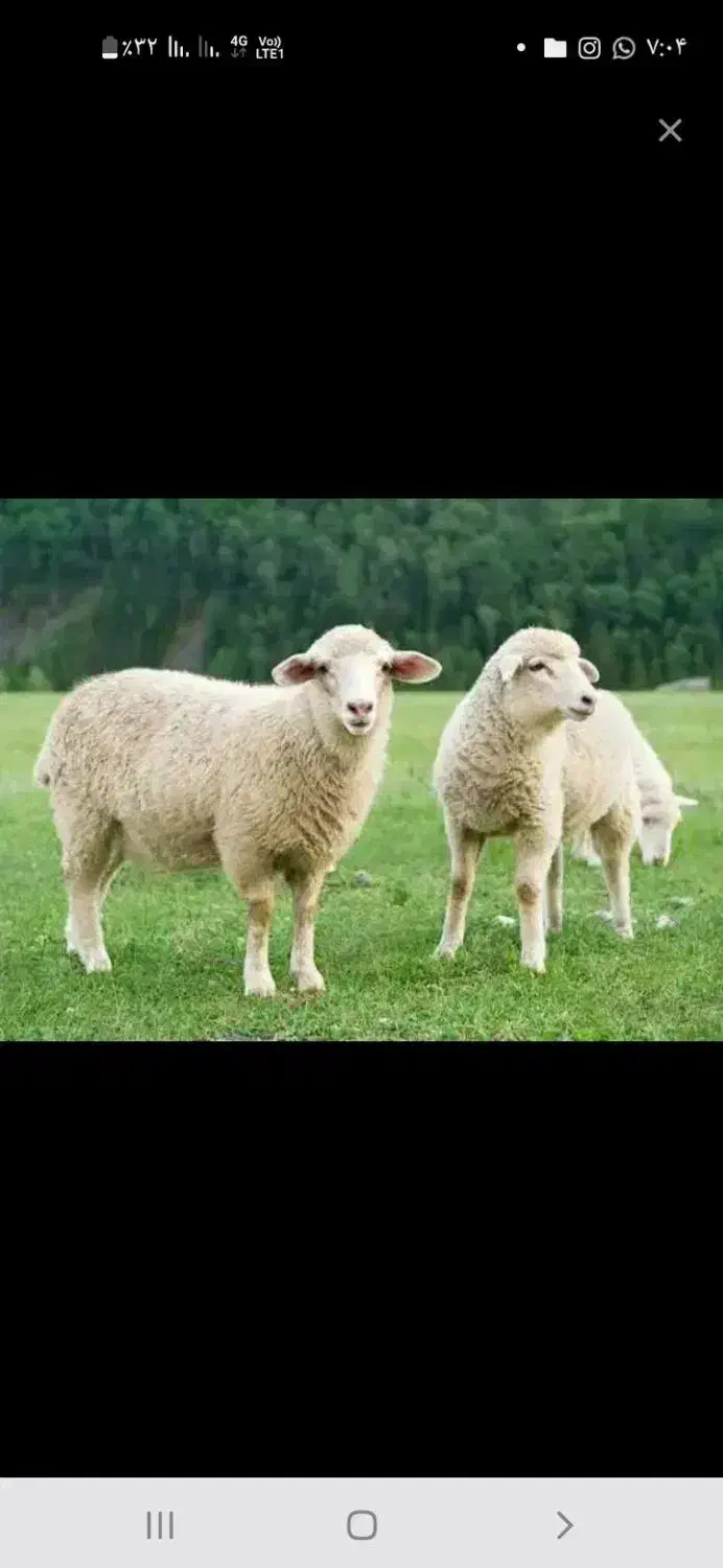 بره نر|حیوانات مزرعه|داراب, |دیوار