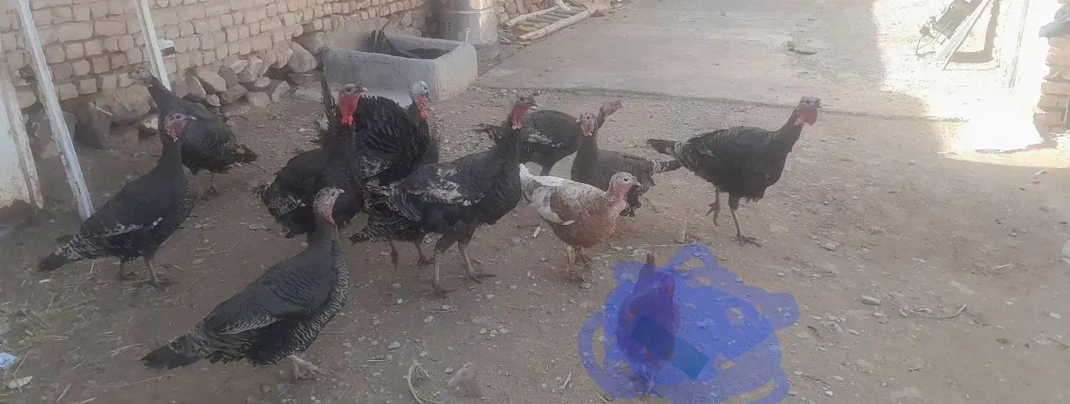 بوقلمون|حیوانات مزرعه|آبکوه, |دیوار