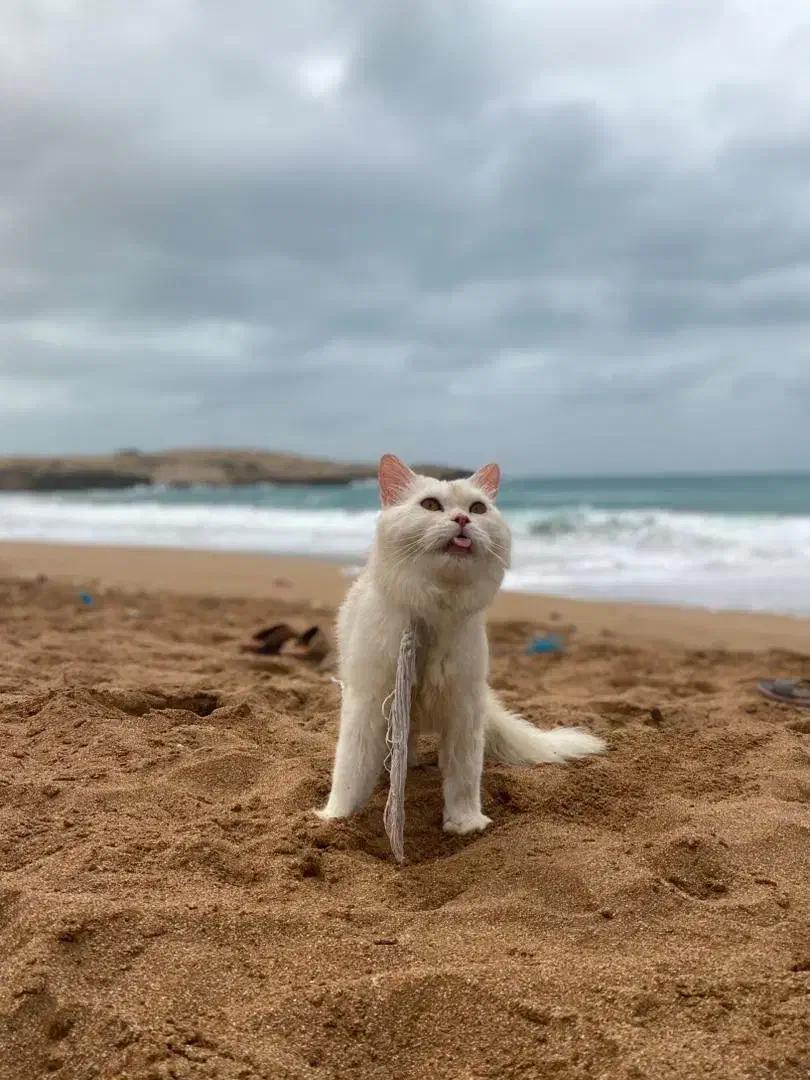 گربه|گربه|چابهار, |دیوار