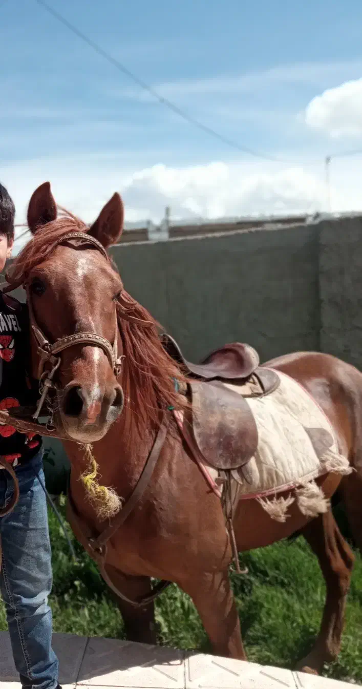 5 راس اسب نریان ومادیان|اسب و تجهیزات اسبسواری|اردبیل, |دیوار