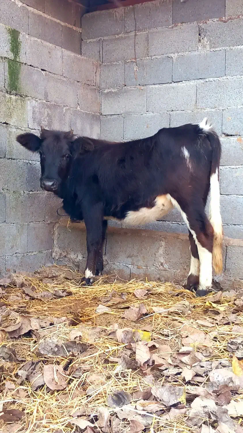 3 راس گاو .. لیشه چالوسی|حیوانات مزرعه|رشت, بازار|دیوار