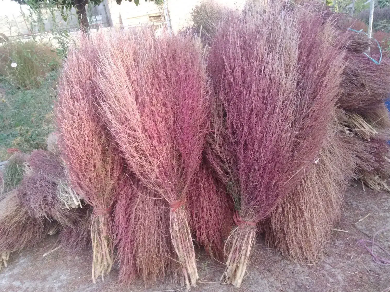 جارو محلی|لوازم نظافت|ساروق, |دیوار