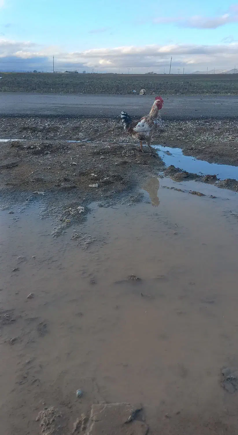 دوعدد خروس کردی|حیوانات مزرعه|ماهیدشت, |دیوار