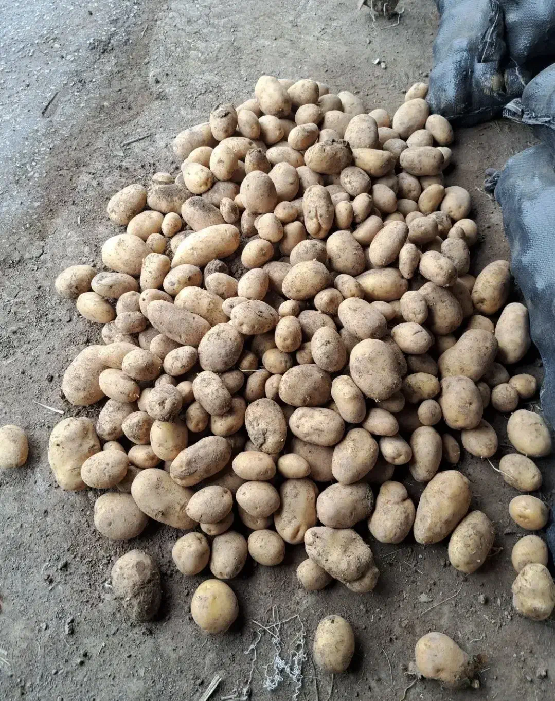 سیب زمینی بذری|خدمات باغبانی و درختکاری|جیرفت, |دیوار