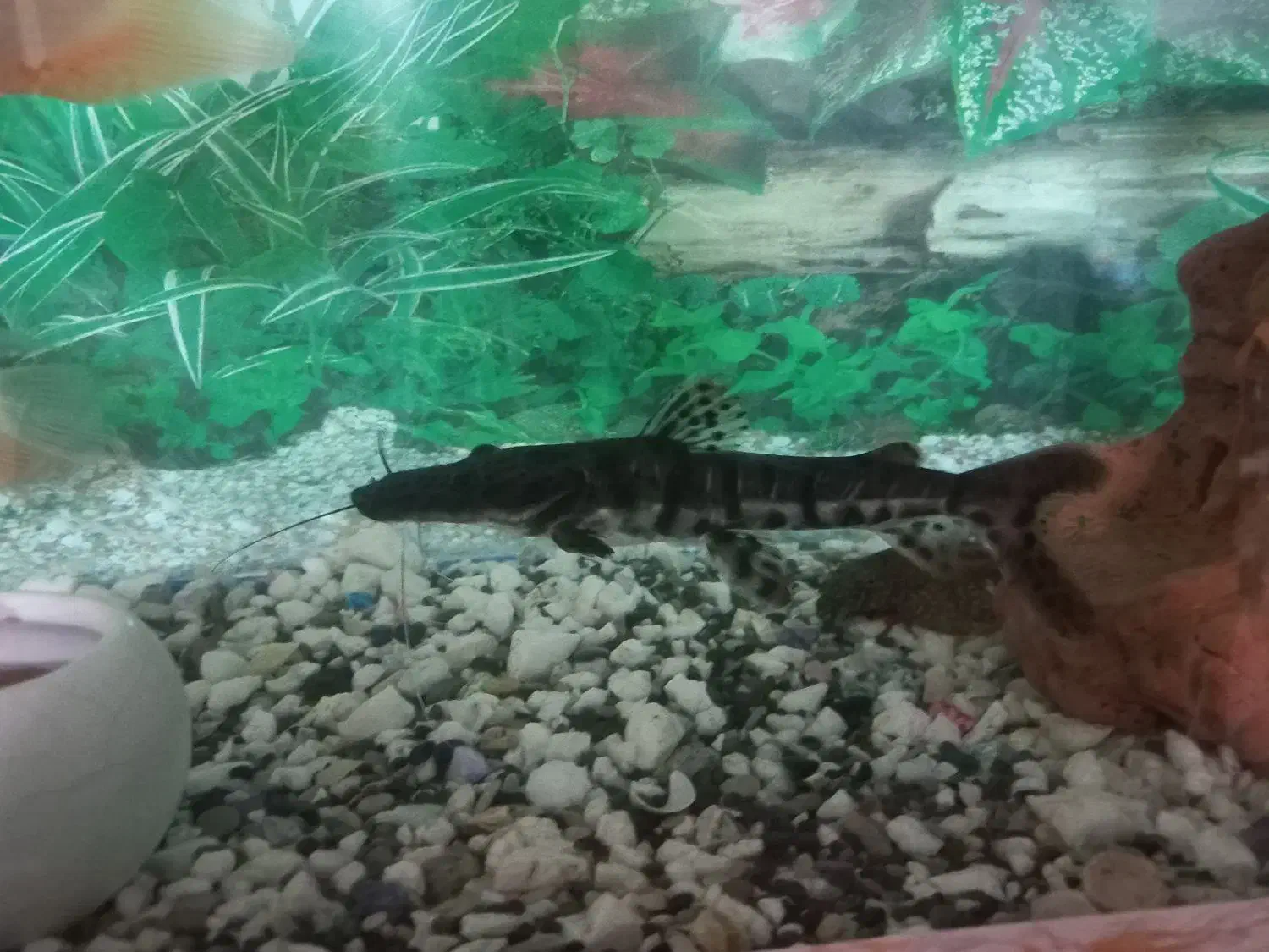 ماهی کت دراگون|ماهی|زابل, |دیوار