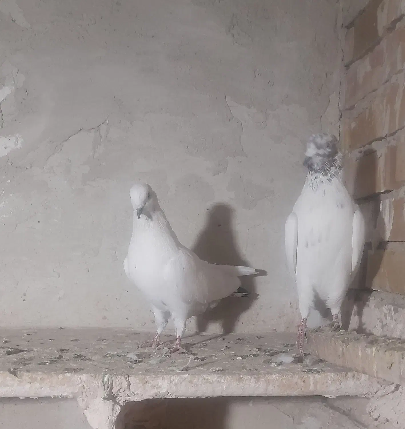 کبوتر|پرنده|ارومیه, |دیوار